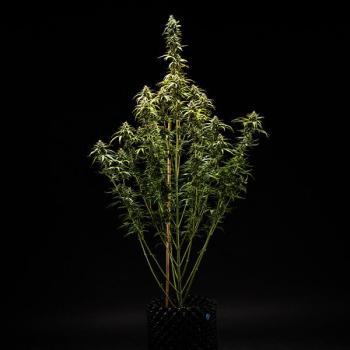 Samen 3x NYC Sour D Automatik Royalqueenseeds